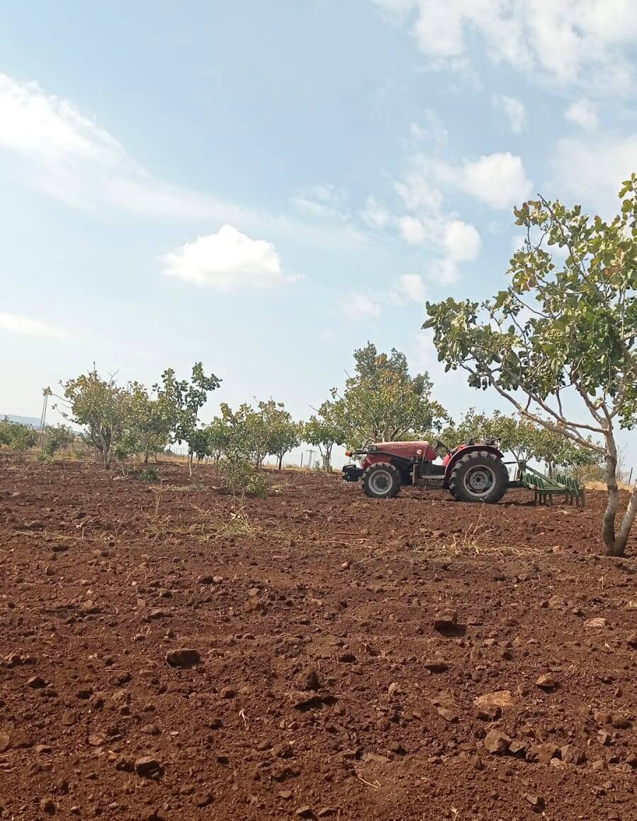 a3171769-25fe-4869-8f59-da6a27a8d0d9 Tracteur dans une plantation de pistachiers à Gaziantep, témoin du savoir-faire agricole familial en Turquie